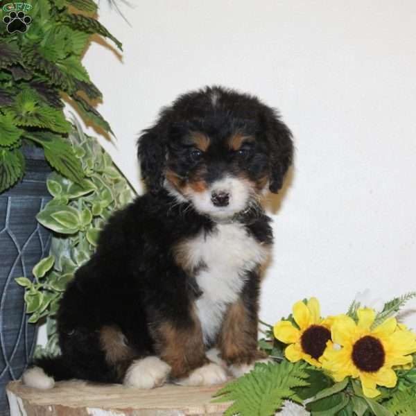 Super, Bernedoodle Puppy